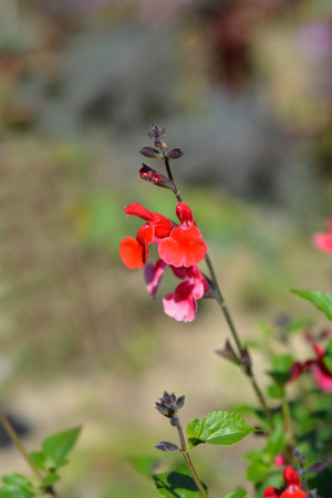 Sage Royal Bumble red flowers - Latin name - Salvia greggii Royal Bumbleの写真素材