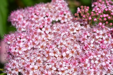 Japanese meadowsweet pink flowers - Latin name - Spiraea japonica