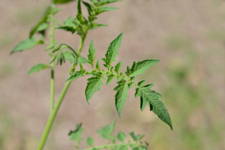 Tomato green leaves - Latin name - Solanum lycopersicum