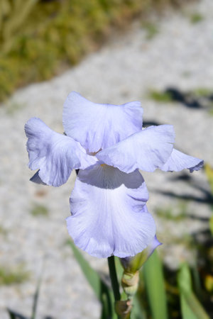 Tall bearded iris Eleanors Pride flower - Latin name - Iris barbata elatior Eleanors Pride