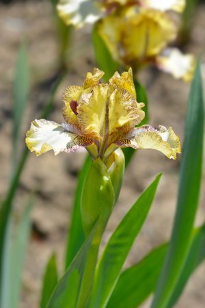 Standard Dwarf Bearded Iris Look inside flower - Latin name - Iris Look insideの写真素材