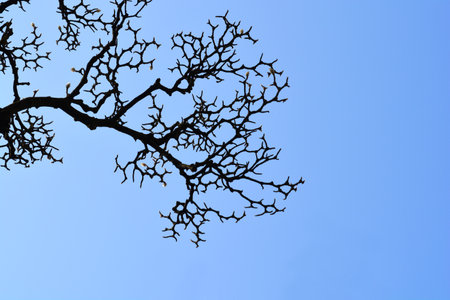 Magnolia branches with flower buds against blue sky - Latin name - Magnolia x soulangeanaの写真素材