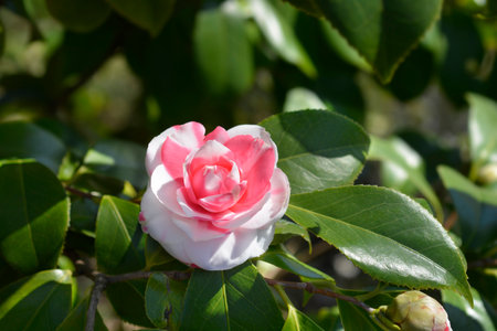 Camellia branch with flowers - Latin name - Camellia japonicaの写真素材