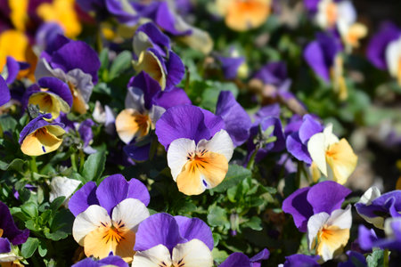 Horned violet Penny Peach Jump Up flowers - Latin name - Viola cornuta Penny Peach Jump Upの写真素材