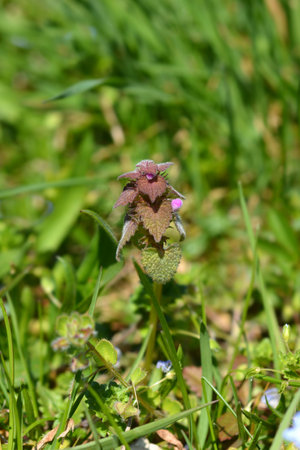 Red dead-nettle flowers and leaves - Latin name - Lamium purpureum