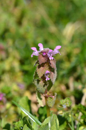 Red dead-nettle flowers and leaves - Latin name - Lamium purpureum