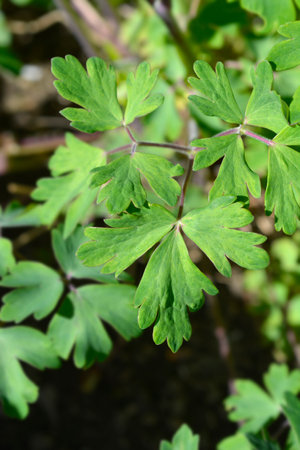 Common columbine leaves - Latin name - Aquilegia vulgaris