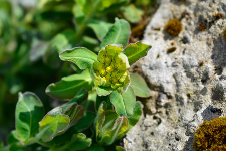 Cushion spurge yellow flower - Latin name - Euphorbia epithymoides