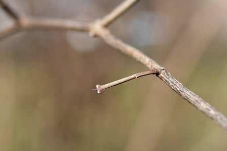 Sweet mock orange branch with winter buds - Latin name - Philadelphus coronariusの写真素材