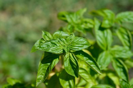 Common basil leaves - Latin name - Ocimum basilicumの写真素材