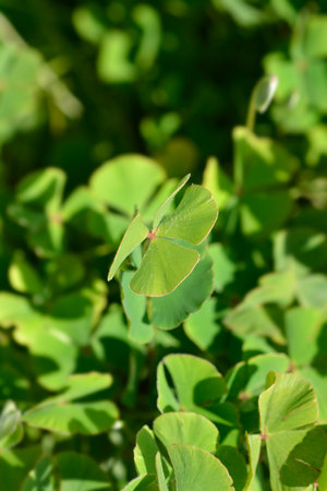 Four leaf pepperwort - Latin name - Marsilea quadrifoliaの写真素材