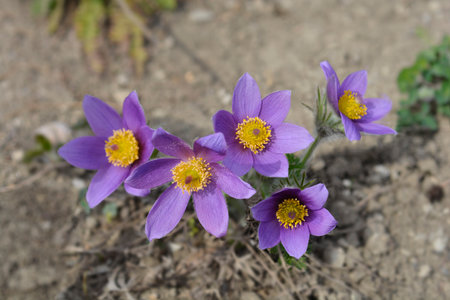Pasque flowers in the garden - Latin name - Pulsatilla vurlgarisの写真素材