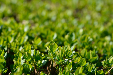 Oval-leaved privet leaves - Latin name - Ligustrum ovalifolium
