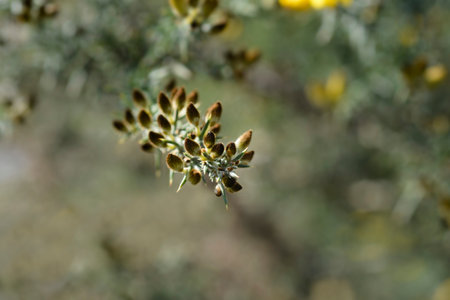 Common gorse flower buds - Latin name - Ulex europaeusの写真素材