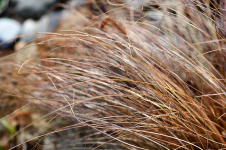 Bronze New Zealand hair sedge leaves - Latin name - Carex comans Bronze Formの写真素材