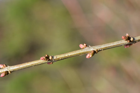 English redoul branch with buds - Latin name - Coriaria myrtifoliaの写真素材