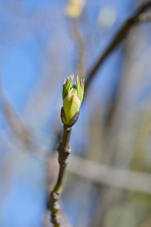 European bladdernut branch with buds - Latin name - Staphylea pinnataの写真素材