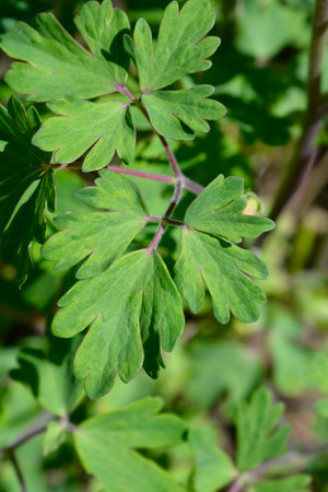 Common columbine leaves - Latin name - Aquilegia vulgarisの写真素材