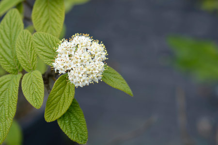 Viburnum Alleghany leaves and flowers - Latin name - Viburnum x rhytidophylloides Alleghanyの写真素材