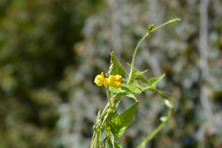 Black gram leaves and yellow flowers - Latin name - Vigna mungo