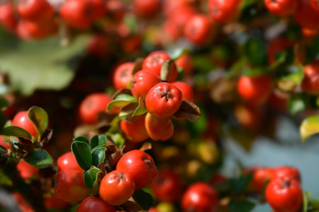 Blackburn Cranberry Cotoneaster branch with red berries - Latin name - Cotoneaster apiculatus...