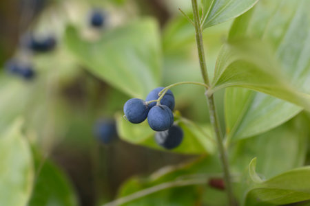 Scented Solomons seal leaves and blue berries - Latin name - Polygonatum odoratumの写真素材