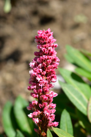 Fleece flower - Latin name - Persicaria affinisの写真素材