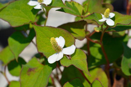 Fish mint white flowers - Latin name - Houttuynia cordataの写真素材