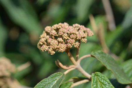 Wrinkled viburnum leaves and flower buds - Latin name - Viburnum rhyridophyllumの写真素材