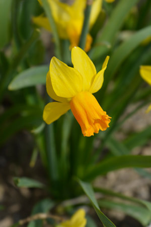 Daffodil Jetfire flower - Latin name - Narcissus Jetfireの写真素材