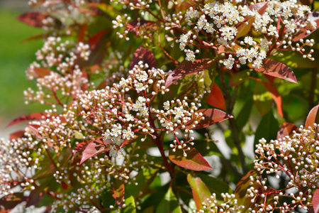 Photinia Red Robin flowers - Latin name - Photinia Red Robin