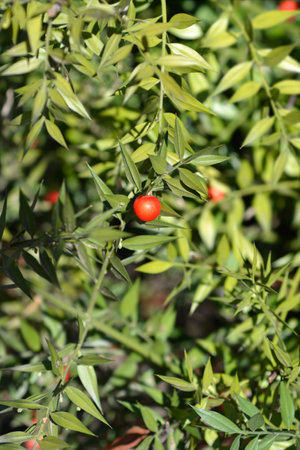 Spiny butchers broom branches - Latin name - Ruscus aculeatusの写真素材