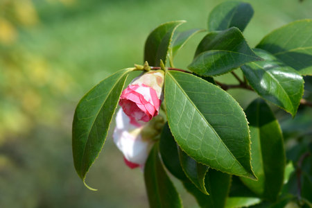Camellia branch with flower - Latin name - Camellia japonicaの写真素材