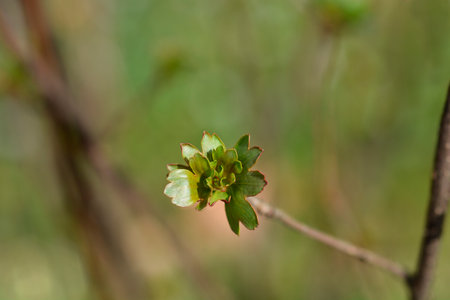 Golden currant branch with leaves - Latin name - Ribes aureum