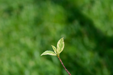 Silver and Gold Red-osier Dogwood branch with new leaves - Latin name - Cornus sericea Silver and...
