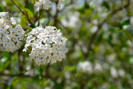 Korean spice viburnum white flowers - Latin name - Viburnum carlesiiの写真素材