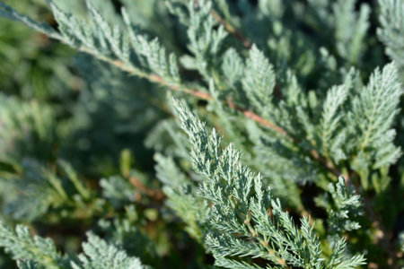 Creeping juniper Blue Chip branch - Latin name - Juniperus horizontalis Blue Chip