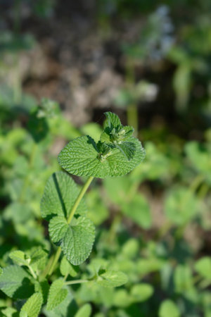 Catmint Snowflake leaves and small white flower buds - Latin name - Nepeta racemosa Snowflake