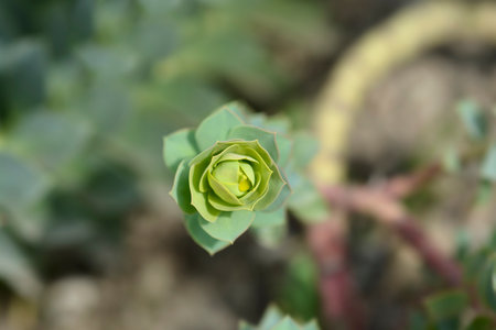 Myrtle spurge flowers - Latin name - Euphorbia myrsinites