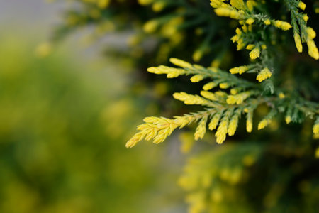 Leyland cypress Castlewellan Gold branch - Latin name - Cuprocyparis leylandii Castlewellan Goldの写真素材