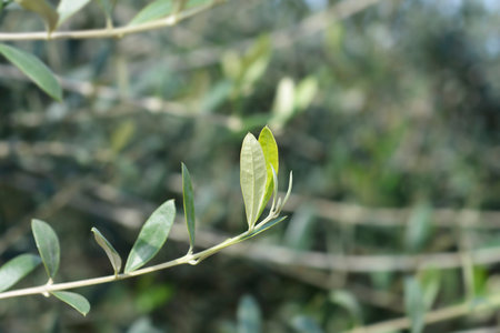 Common olive branch - Latin name - Olea europaeaの写真素材