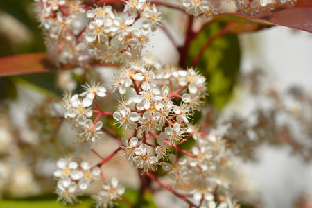 Photinia Red Robin flowers - Latin name - Photinia Red Robinの写真素材