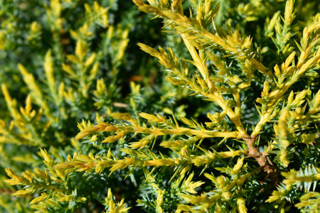 Juniper Gold Star branches - Latin name - Juniperus x media Gold Starの写真素材