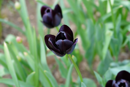 Single late tulip Queen Of Night flower - Latin name - Tulipa Queen Of Nightの写真素材