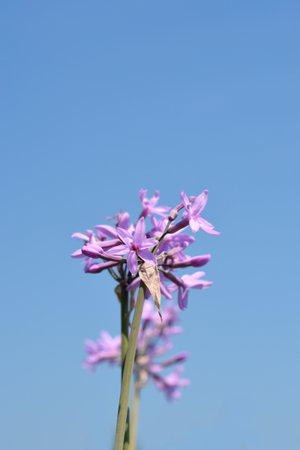 Society garlic flowers - Latin name - Tulbaghia violacea