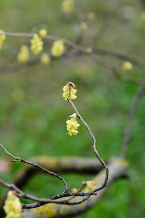 Winter hazel branch with flowers - Latin name - Corylopsis sinensis var. glanduliferaの写真素材