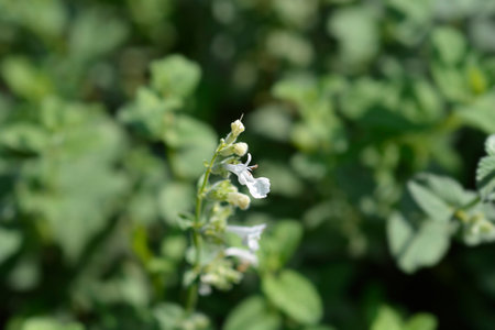 Catmint Snowflake small white flowers - Latin name - Nepeta racemosa Snowflakeの写真素材