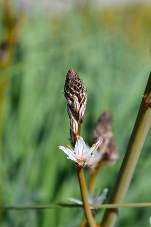 Summer Asphodel flowers - Latin name - Asphodelus aestivus