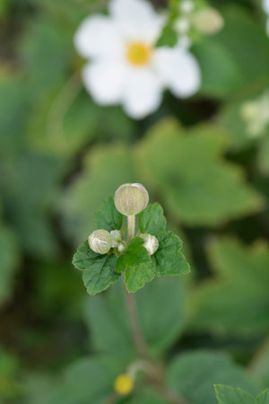 Japanese anemone Honorine Jobert flower buds - Latin name - Anemone * hybrida Honorine Jobertの写真素材