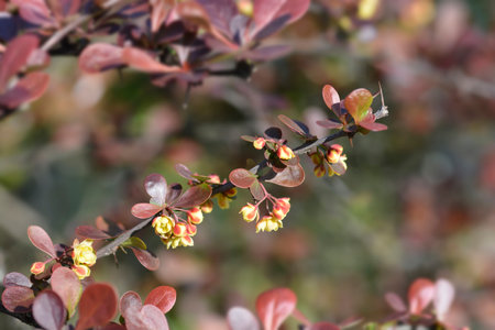 Purple Japanese barberry branch with flowers - Latin name - Berberis thunbergii f. atropurpureaの写真素材